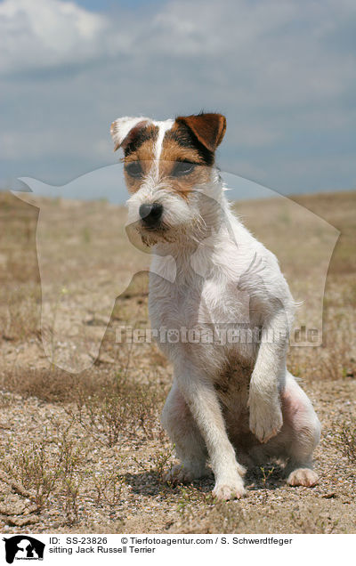 sitzender Parson Russell Terrier / sitting Parson Russell Terrier / SS-23826