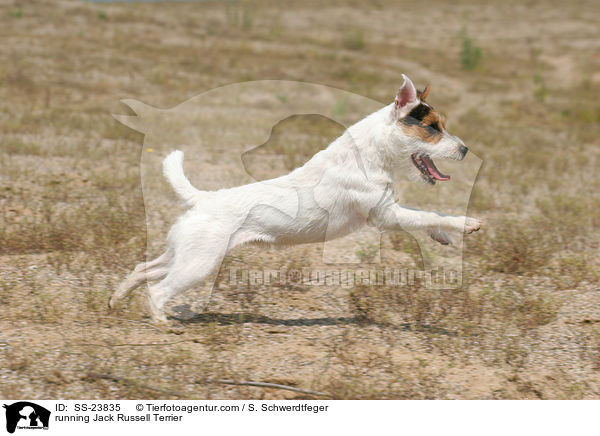 rennender Parson Russell Terrier / running Parson Russell Terrier / SS-23835