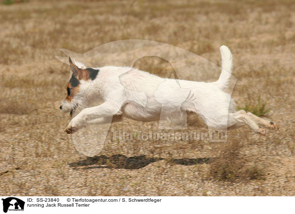 rennender Parson Russell Terrier / running Parson Russell Terrier / SS-23840