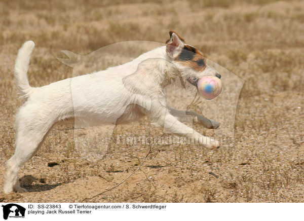 spielender Parson Russell Terrier / playing Parson Russell Terrier / SS-23843