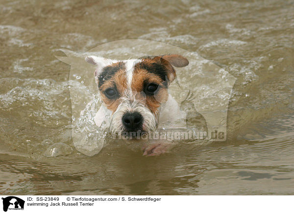 schwimmender Parson Russell Terrier / swimming Parson Russell Terrier / SS-23849