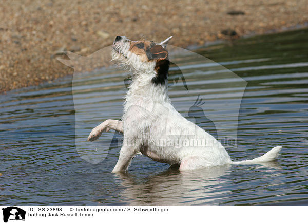 badender Parson Russell Terrier / bathing Parson Russell Terrier / SS-23898