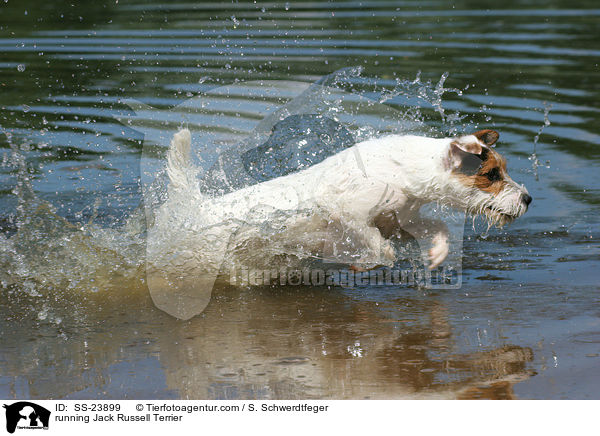 rennender Parson Russell Terrier / running Parson Russell Terrier / SS-23899