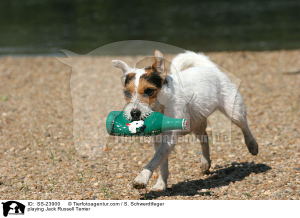 spielender Parson Russell Terrier / playing Parson Russell Terrier / SS-23900