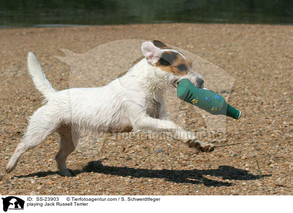 spielender Parson Russell Terrier / playing Parson Russell Terrier / SS-23903