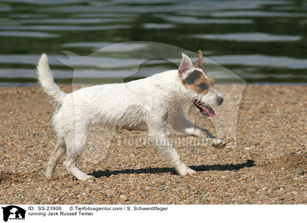rennender Parson Russell Terrier / running Parson Russell Terrier / SS-23906