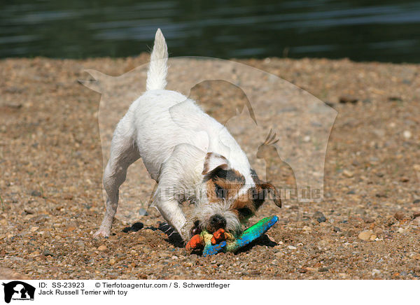 Parson Russell Terrier mit Spielzeug / Parson Russell Terrier with toy / SS-23923