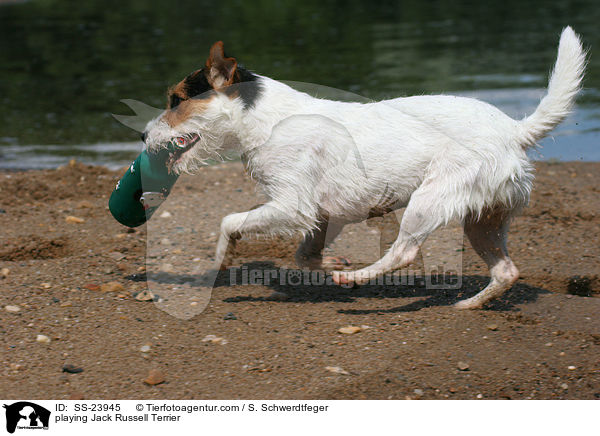 spielender Parson Russell Terrier / playing Parson Russell Terrier / SS-23945