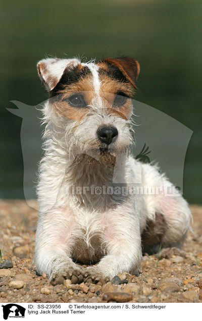 liegender Parson Russell Terrier / lying Parson Russell Terrier / SS-23956