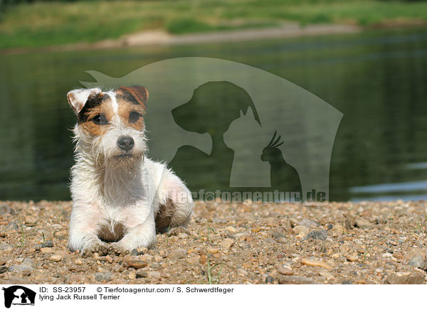 liegender Parson Russell Terrier / lying Parson Russell Terrier / SS-23957