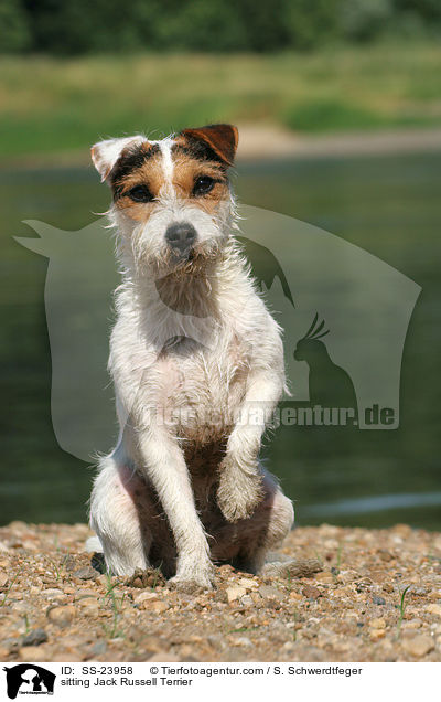 sitzender Parson Russell Terrier / sitting Parson Russell Terrier / SS-23958