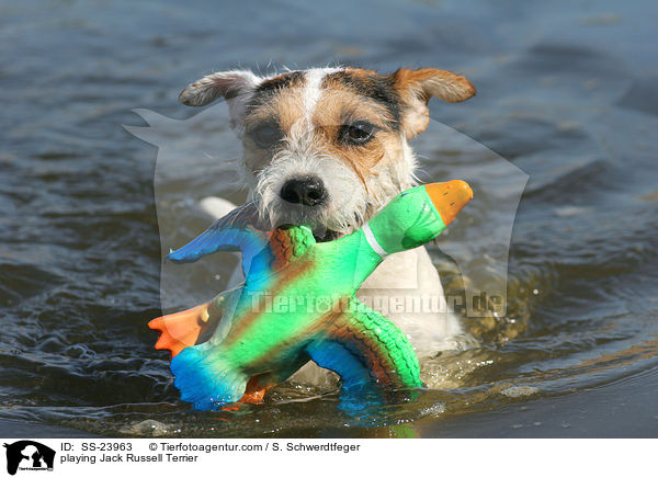 spielender Parson Russell Terrier / playing Parson Russell Terrier / SS-23963