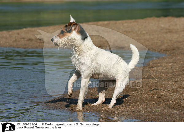 Parson Russell Terrier am Wasser / Parson Russell Terrier on the lake / SS-23964