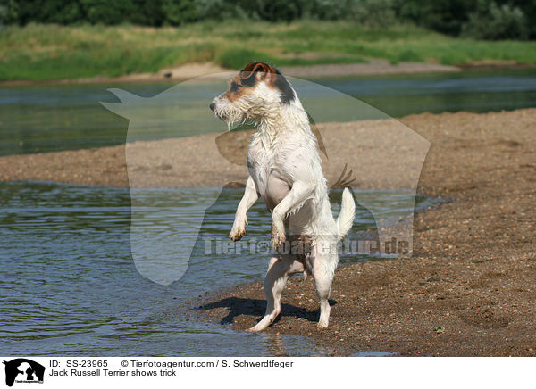 Parson Russell Terrier macht Mnnchen / Parson Russell Terrier shows trick / SS-23965