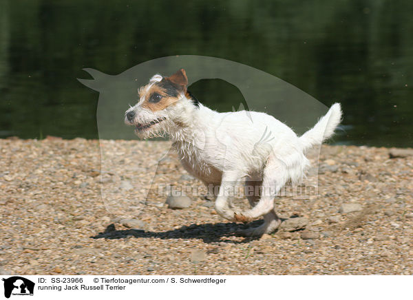 rennender Parson Russell Terrier / running Parson Russell Terrier / SS-23966