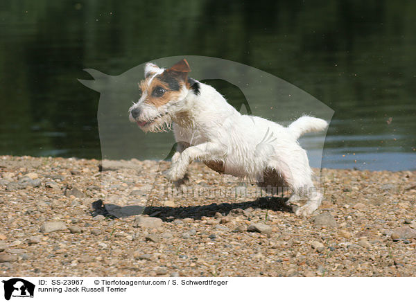 rennender Parson Russell Terrier / running Parson Russell Terrier / SS-23967