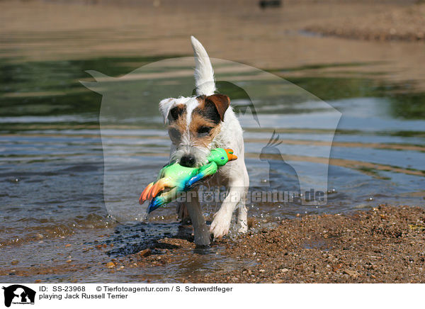 spielender Parson Russell Terrier / playing Parson Russell Terrier / SS-23968