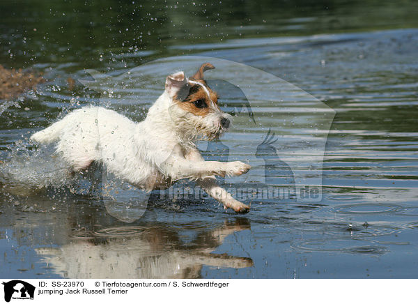 springender Parson Russell Terrier / jumping Parson Russell Terrier / SS-23970