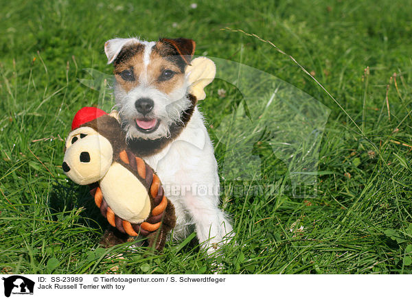 Parson Russell Terrier mit Spielzeug / Parson Russell Terrier with toy / SS-23989