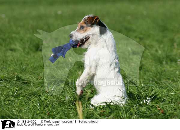 Parson Russell Terrier macht Mnnchen / Parson Russell Terrier shows trick / SS-24000