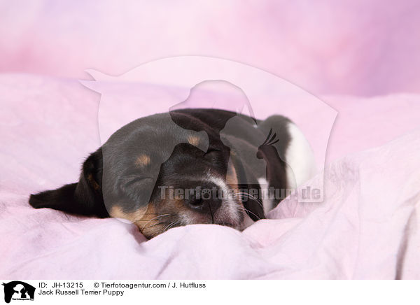 Jack Russell Terrier Welpe / Jack Russell Terrier Puppy / JH-13215