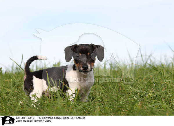 Jack Russell Terrier Welpe / Jack Russell Terrier Puppy / JH-13219