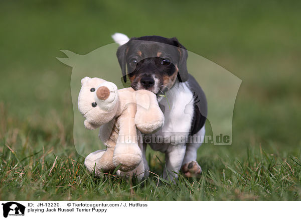 spielender Jack Russell Terrier Welpe / playing Jack Russell Terrier Puppy / JH-13230