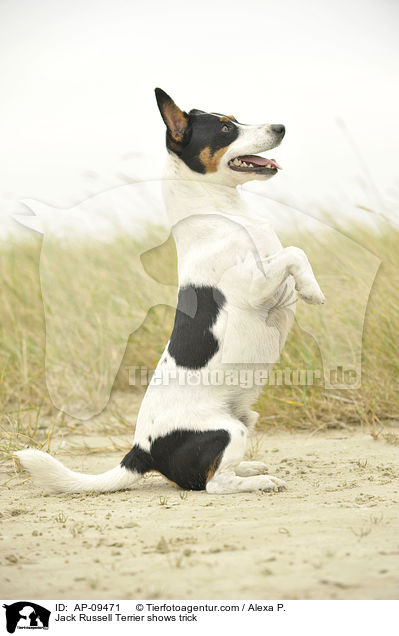 Jack Russell Terrier macht Mnnchen / Jack Russell Terrier shows trick / AP-09471