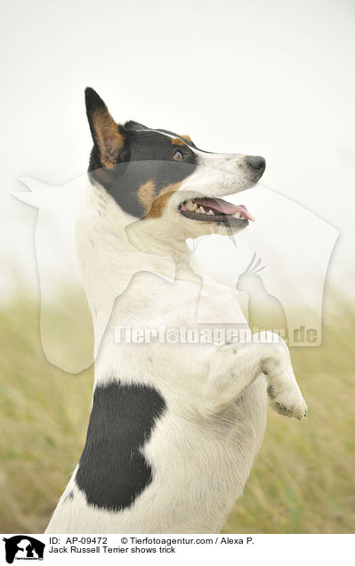 Jack Russell Terrier macht Mnnchen / Jack Russell Terrier shows trick / AP-09472
