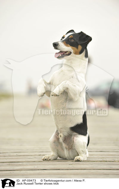 Jack Russell Terrier macht Mnnchen / Jack Russell Terrier shows trick / AP-09473