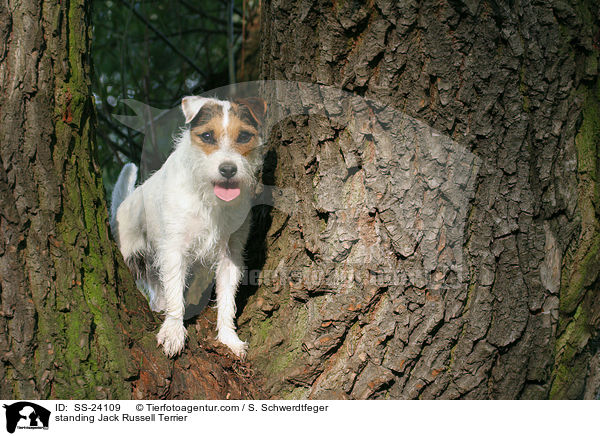 stehender Parson Russell Terrier / standing Parson Russell Terrier / SS-24109