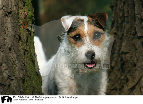 Parson Russell Terrier Portrait / Parson Russell Terrier Portrait / SS-24110