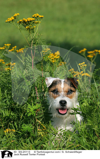 Parson Russell Terrier Portrait / Parson Russell Terrier Portrait / SS-24113