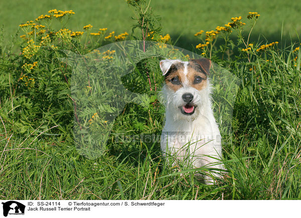Parson Russell Terrier Portrait / Parson Russell Terrier Portrait / SS-24114