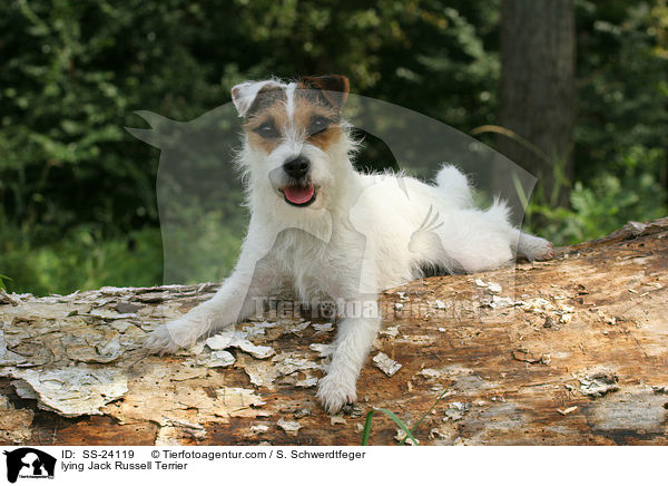 liegender Parson Russell Terrier / lying Parson Russell Terrier / SS-24119