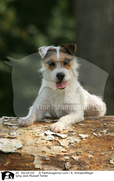liegender Parson Russell Terrier / lying Parson Russell Terrier / SS-24122
