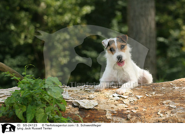 liegender Parson Russell Terrier / lying Parson Russell Terrier / SS-24123