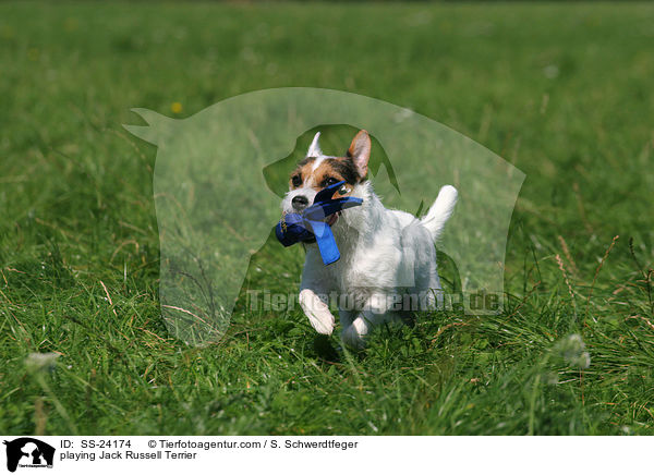 spielender Parson Russell Terrier / playing Parson Russell Terrier / SS-24174