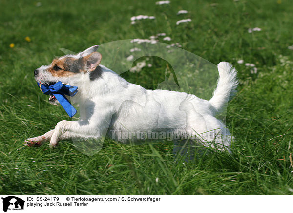 spielender Parson Russell Terrier / playing Parson Russell Terrier / SS-24179