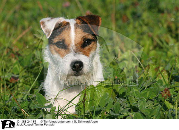Parson Russell Terrier Portrait / Parson Russell Terrier Portrait / SS-24435