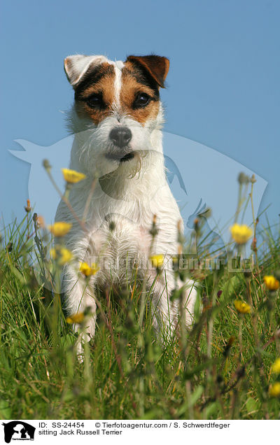 sitzender Parson Russell Terrier / sitting Parson Russell Terrier / SS-24454