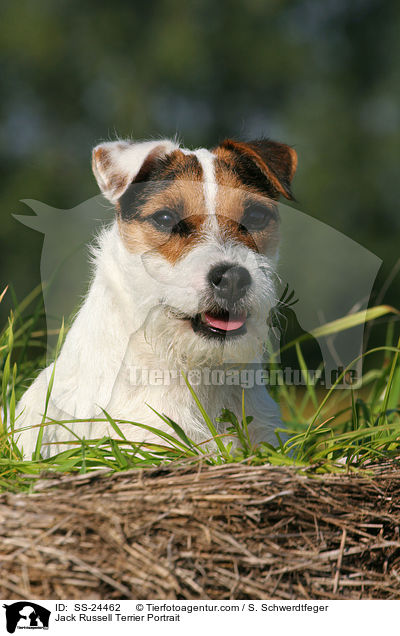 Parson Russell Terrier Portrait / Parson Russell Terrier Portrait / SS-24462