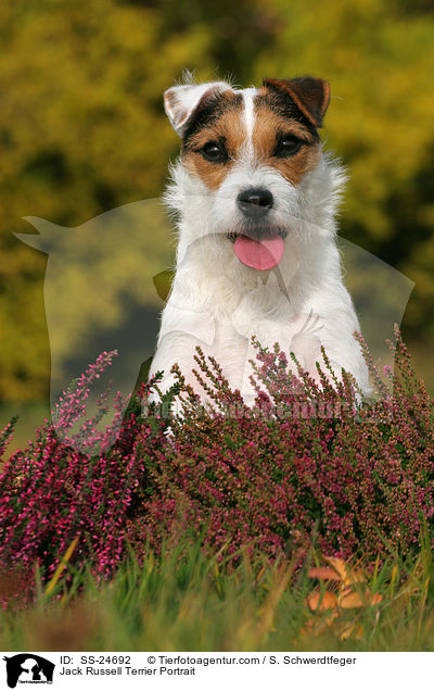 Parson Russell Terrier Portrait / Parson Russell Terrier Portrait / SS-24692