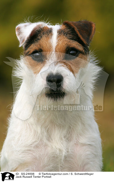 Parson Russell Terrier Portrait / Parson Russell Terrier Portrait / SS-24698