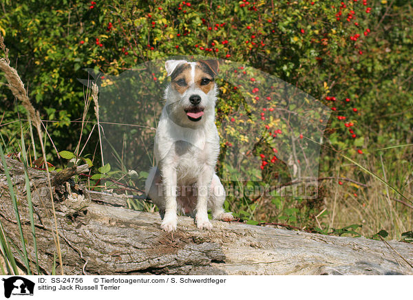 sitzender Parson Russell Terrier / sitting Parson Russell Terrier / SS-24756