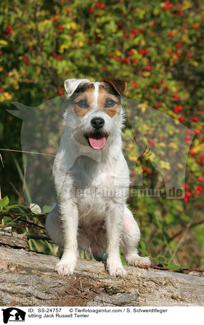 sitzender Parson Russell Terrier / sitting Parson Russell Terrier / SS-24757