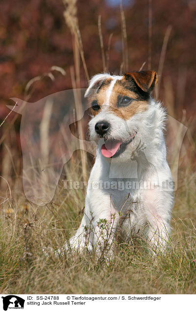 sitzender Parson Russell Terrier / sitting Parson Russell Terrier / SS-24788