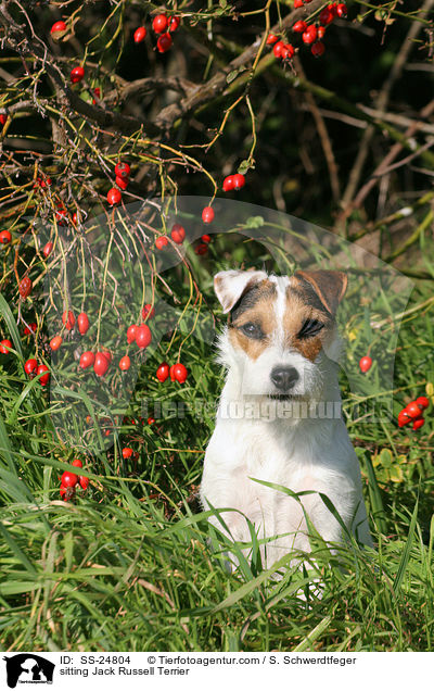 sitzender Parson Russell Terrier / sitting Parson Russell Terrier / SS-24804