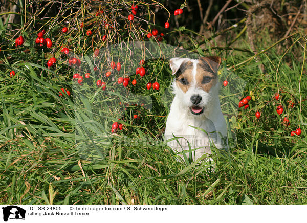 sitzender Parson Russell Terrier / sitting Parson Russell Terrier / SS-24805