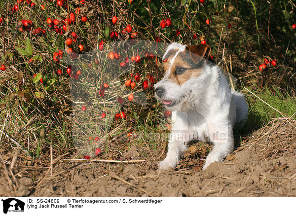 liegender Parson Russell Terrier / lying Parson Russell Terrier / SS-24809